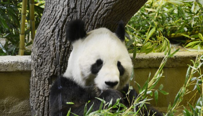 zoo-vienna-panda